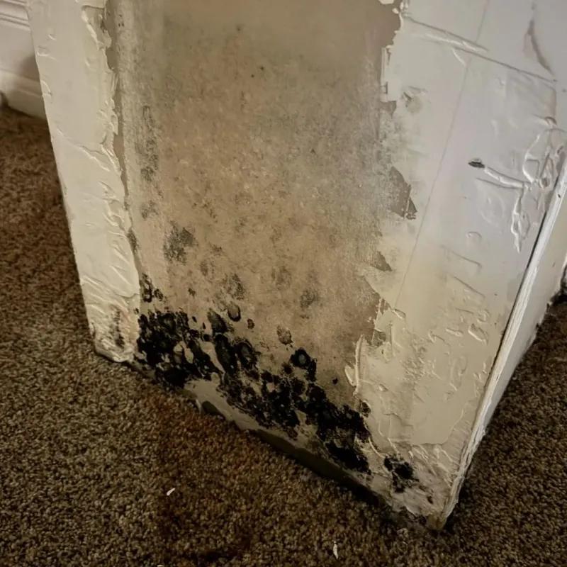 Professional Mold Removal in Morgantown, MS